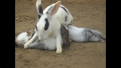 How Baby Rabbits Feeding Milk From Their Mother Youtube