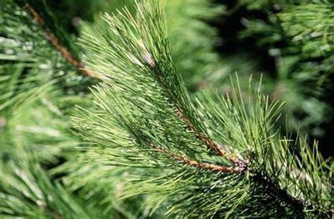 Learn Diseases Of Pine Trees How To Guides Tips And Tricks