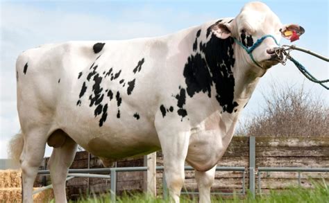 Sexed Semen Helping Drive Genetic Gain And Increase Cow Numbers Cogent Uk