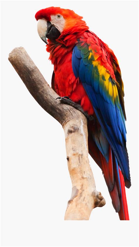 Parrot Macaw Png Image Scarlet Macaw White Background Free