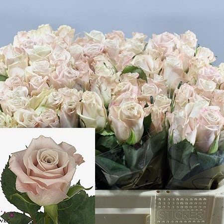 Rose Menta Small Cm Wholesale Dutch Flowers Florist Supplies Uk