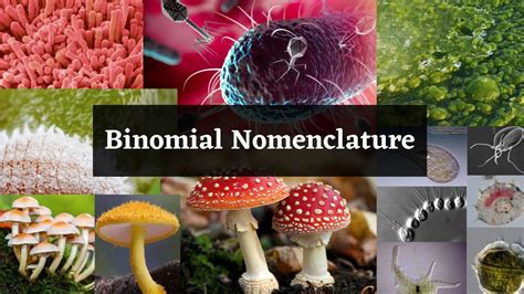 Binomial Nomenclature Definition Rules Examples Advantages