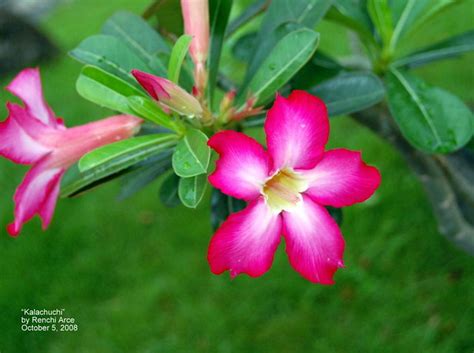 Like in the other parts of the planet, it is used as decorations for special occasions. Philippine Flowers: Kalachuchi | Flickr - Photo Sharing!