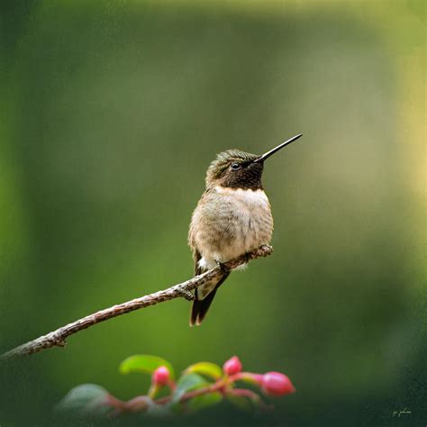 Hummingbird In The Garden Photograph By Jai Johnson Fine Art America