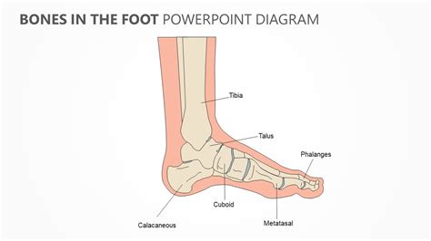 Bones In The Foot Powerpoint Diagram Relationship Diagram Diagram Bones