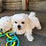 Akc Reg Maltese Puppies For Free Adoption Offer