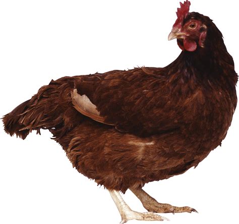Brown chicken PNG Image - PurePNG | Free transparent CC0 PNG Image Library png image
