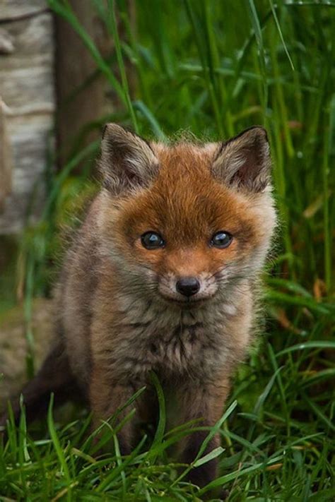 Adorable ♥ Animals ༻ Little Baby Fox Cute Creatures Beautiful