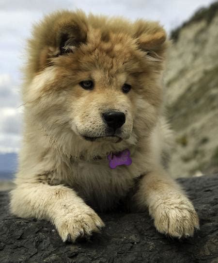 Chow chow mix puppies can be as adorable as their chow parent. Puppy Cute: Puppy Chow Mix