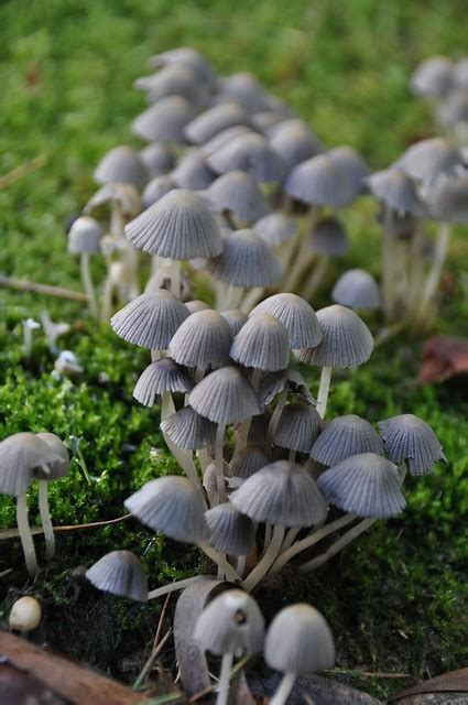 Magic Mushrooms Australia Flickr Photo Sharing