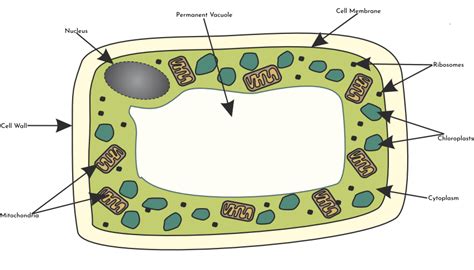 In plants, many types of cells retain the ability to differentiate throughout life. Cells: Learn Biology - GCSE Learning Programme (GLP)