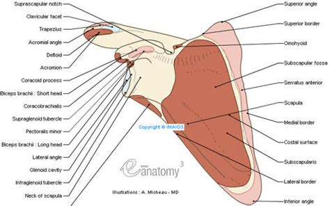 Shoulder Complex – Anatomical Considerations | BEST Performance Group