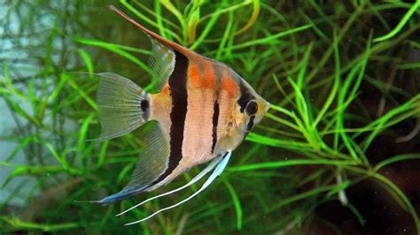 Angelfish Breeding Guide The Most Important Steps