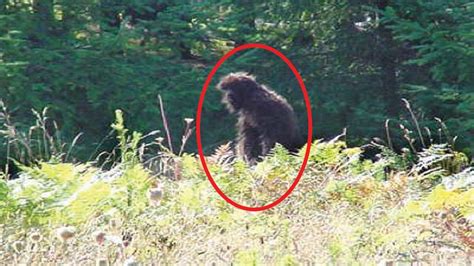 4 Terrifying Bigfoot Encounters Caught On Camera The Fortean Slip