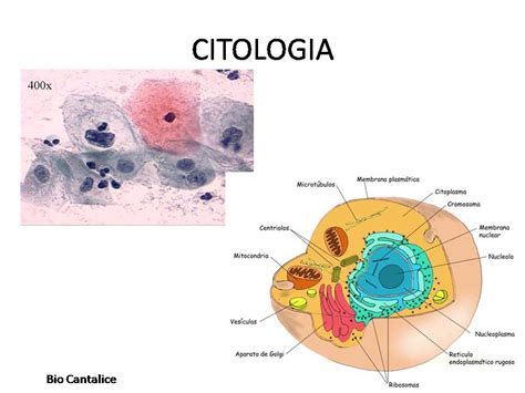 A Biologia Celular Também Chamada De Citologia