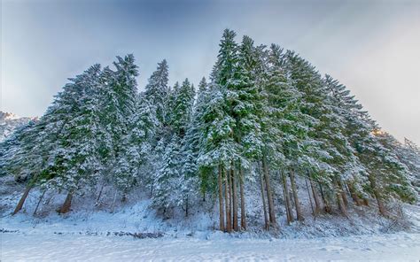 Wallpaper Winter Spruce Forest Snow 1920x1200 Hd Picture Image