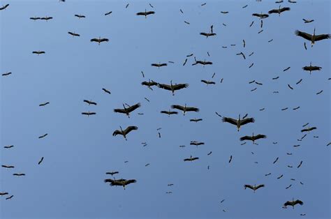 Power Lines Now Safer For Migrating Storks In Turkey Daily Sabah