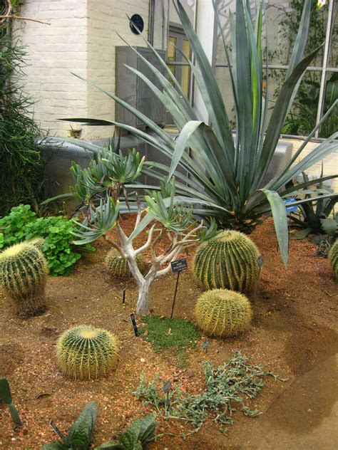 A desert biome is often characterized by high temperature, high humidity and low precipitation and a drastic fall in temperature at night. HOME EDUCATION: Plant Science 3: Plant Adaptations (Desert ...