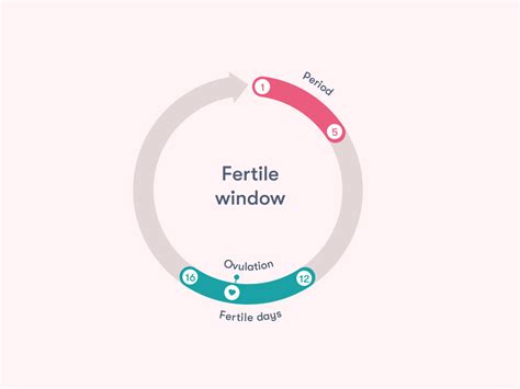 your fertile window everything you need to know flo