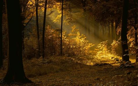 Wallpaper 1230x768 Px Fall Forest Landscape Leaves Mist Morning