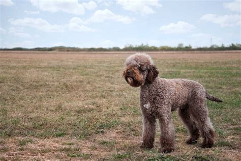 Curly tailed dog breeds vary hugely from size and shape to personality. Lagotto Romagnolo Dog Breed » Everything About Lagotto ...