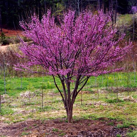 Check spelling or type a new query. ACE OF HEARTS REDBUD ~ A compact shrub or small tree with ...