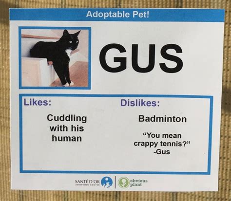 Comedian Creates Hilarious Adoption Profiles For Shelter Cats Tcb Scans