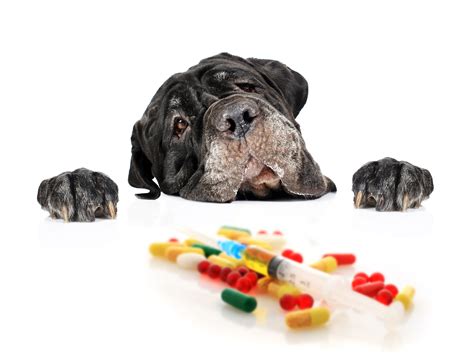 How long do symptoms last? Acetaminophen Toxicity in Dogs and Cats, Part 2: Diagnosis ...