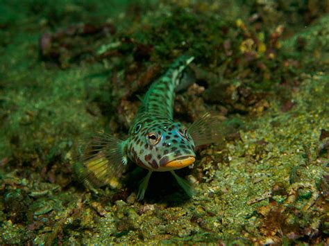 40 Pygmy Goby Stock Photos Pictures And Royalty Free Images Istock