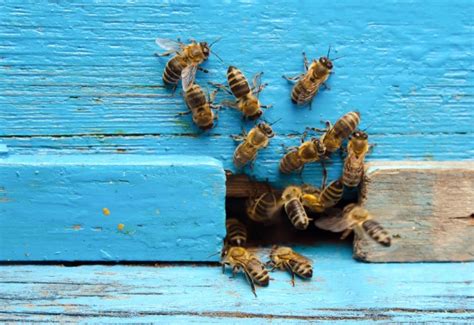 Rodent control faqs and dyi steps for solutions on rodent infestation. Universal Hi Care | 9350493502 | Pest Control company in ...