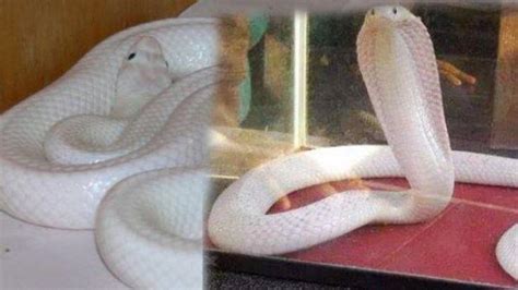 arti mimpi digigit ular putih apakah ada makna khusus