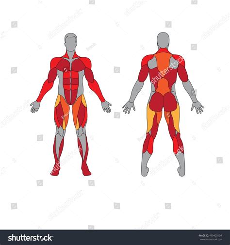 Anatomy Of Male Muscular System On A White Background Human Muscles