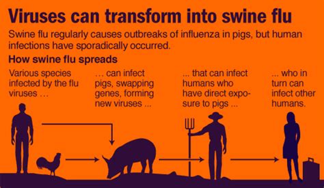 Swine Flu H1n1 What You Should Know
