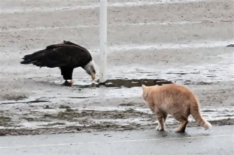 Eagle Versus Cat Standoff In Vancouver Park Captured In Photos Video