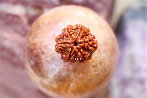 six mukhi rudraksha jyotiy