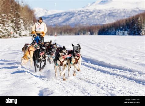 Dog Mushing Alaska Hi Res Stock Photography And Images Alamy