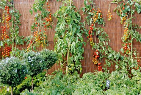 How To Grow Tomatoes On A Trellis Topper