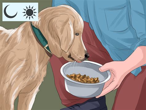 How To Be A Good Pet Owner 12 Steps With Pictures Wikihow