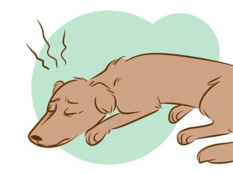 How To Recognize A Dying Dog With Pictures Wikihow
