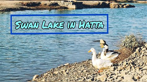 Swan Lake In Hattaplaces To Visit In Hattaswan Lakeroad Trip To