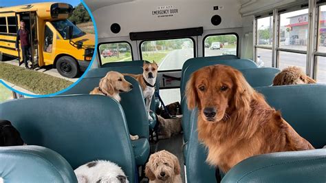 Doggy Daycare Uses School Bus To Fetch Clients