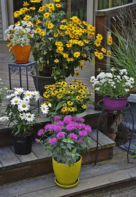 The Complete Guide To Growing Perennials In Containers Walters