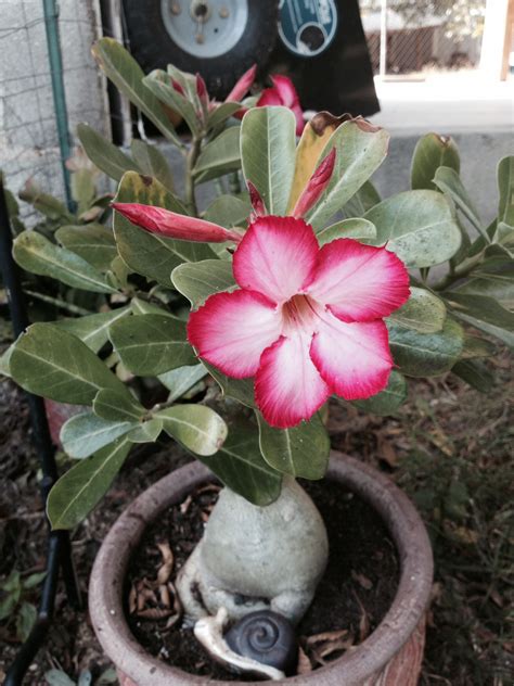 Desert Rose Plant Identified Askjudy Houseplant Com