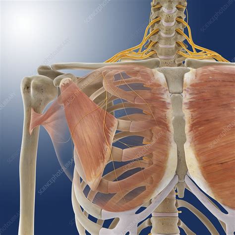 Chest Muscles Artwork Stock Image C0145532 Science Photo Library