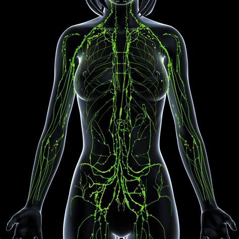 Lymphatic System Anatomy Overview Gross Anatomy Other Vrogue Co