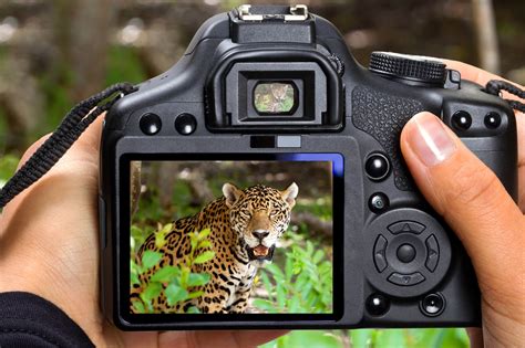 16 Best Lenses For Wildlife Photography Nikon And Canon