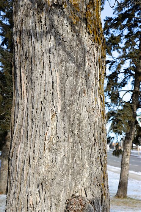 Ulmus Rubra Slippery Elm Trees Canadensis