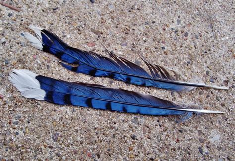 Free Images Nature Wing Material Close Up Blue Jay Feathers Wings Vertebrate Bird