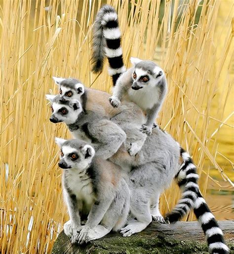 A Funny Picture Of Lemurs Climbing On Each Other About Wild Animals