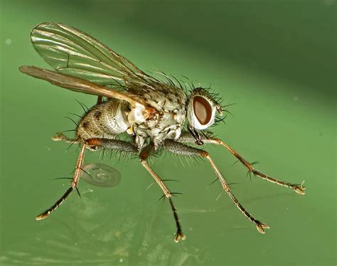 Scientists Find Two New Species Of Fungi That Turn Flies Into Zombies Boing Boing